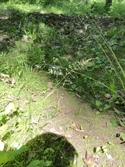 Poa sylvestris