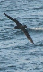 Procellaria parkinsoni