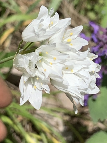 Allium zebdanense (Allium zebdanense)