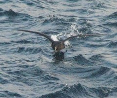Procellaria parkinsoni