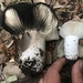 Blackening Russula - Photo (c) Christian Schwarz, some rights reserved (CC BY-NC), uploaded by Christian Schwarz