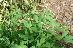 Stylophorum diphyllum