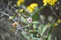 Lepechinia cardiophylla