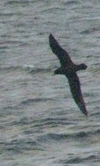Procellaria parkinsoni