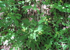 Thaspium chapmanii