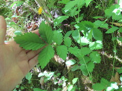 Agrimonia rostellata