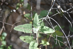 Lepechinia cardiophylla