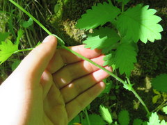 Agrimonia rostellata