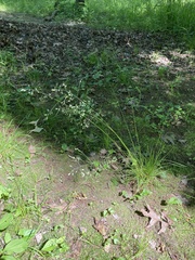 Poa sylvestris
