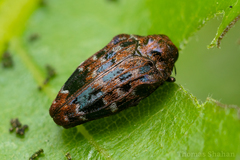 Brachys ovatus