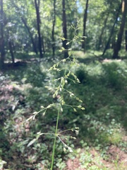 Poa sylvestris
