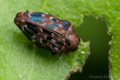 Brachys ovatus
