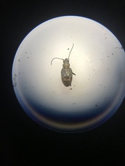 Bembidion inaequale
