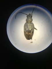 Bembidion inaequale