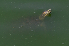 Trachemys venusta venusta