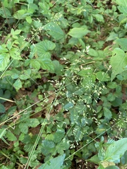 Poa sylvestris