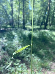 Poa sylvestris