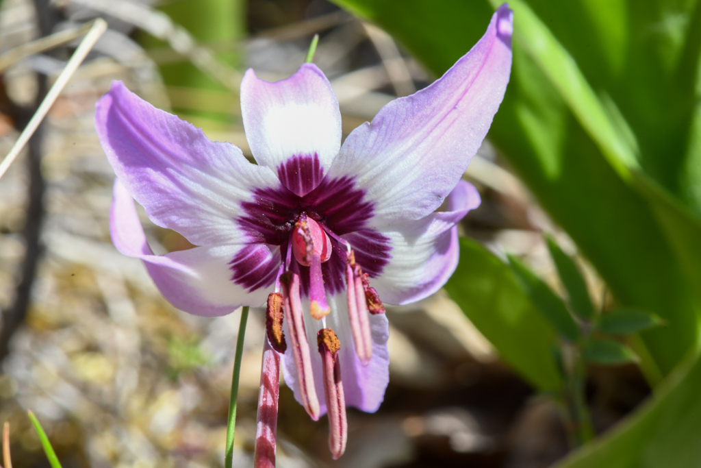 Erythronium hendersonii