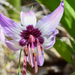 Henderson's Fawn Lily - Photo (c) Chloe and Trevor Van Loon, some rights reserved (CC BY), uploaded by Chloe and Trevor Van Loon