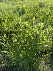 Veronicastrum