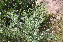 Lepechinia cardiophylla