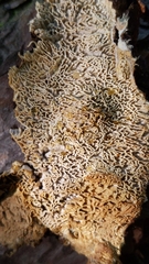 Wrightoporia austrosinensis