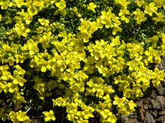 Draba oligosperma