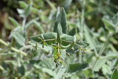 Lepechinia cardiophylla