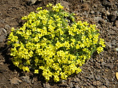 Draba oligosperma