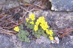 Draba novolympica