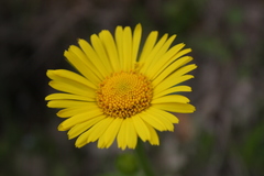 Doronicum plantagineum