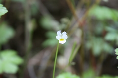 Viola kitaibeliana