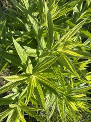 Veronicastrum