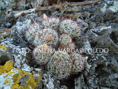 Mammillaria mathildae