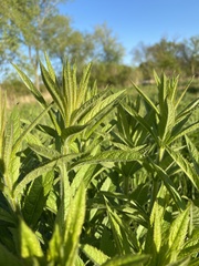 Veronicastrum