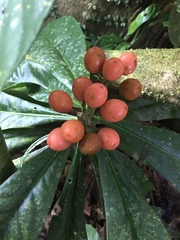 Schoenobiblus daphnoides
