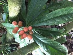 Schoenobiblus daphnoides