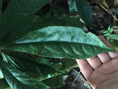 Schoenobiblus daphnoides