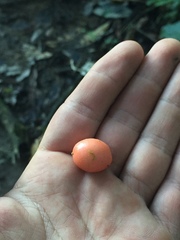 Schoenobiblus daphnoides
