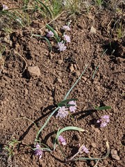 Allium siskiyouense