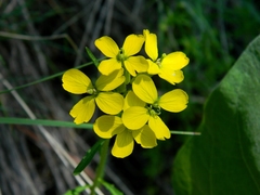 Erysimum asperum