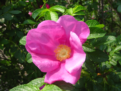 Rosa rugosa