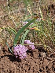 Allium siskiyouense