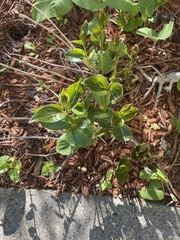 Vincetoxicum rossicum