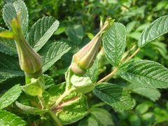 Rosa rugosa