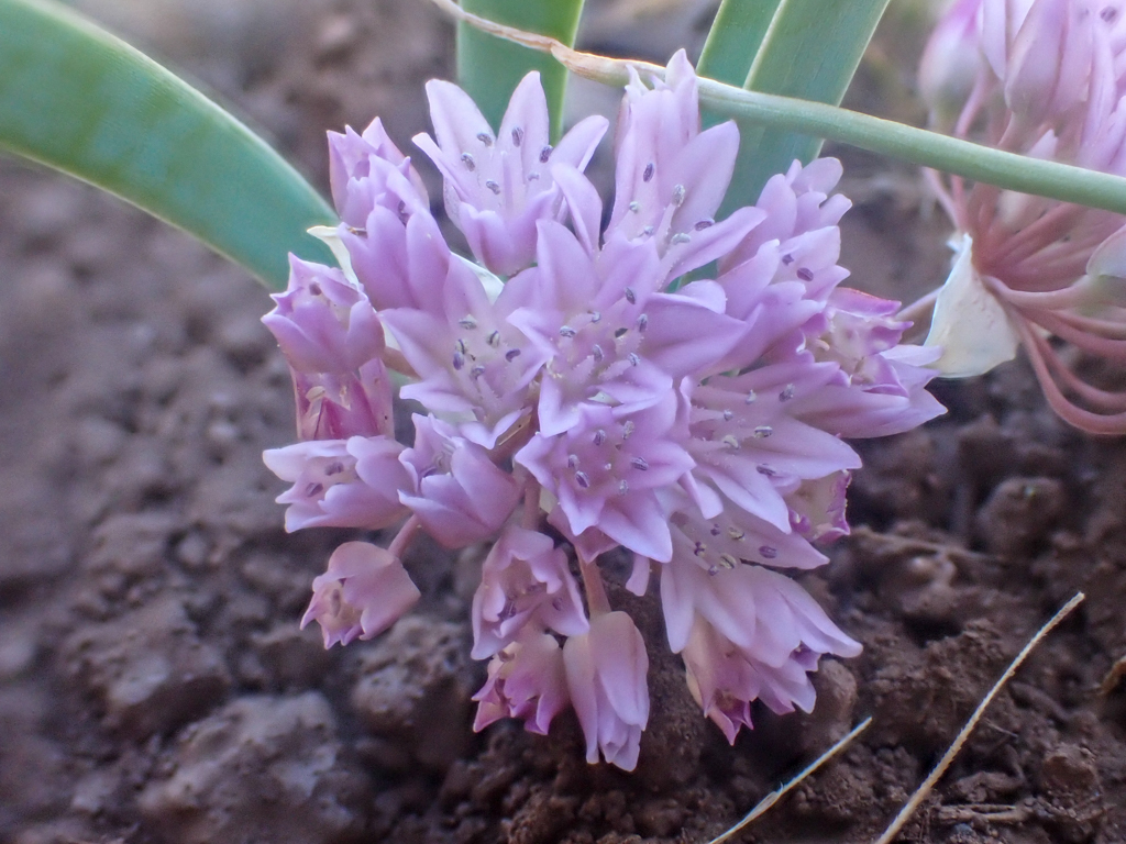 Allium siskiyouense