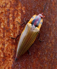 Semiotus imperialis