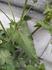Sonchus