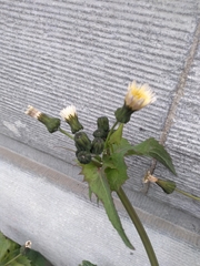 Sonchus
