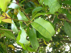 Osmanthus fragrans aurantiacus